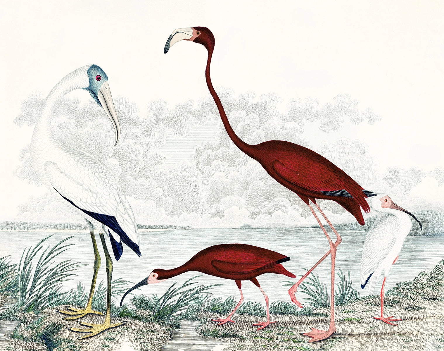 Papier peint Gravure d’Oiseaux Exotiques