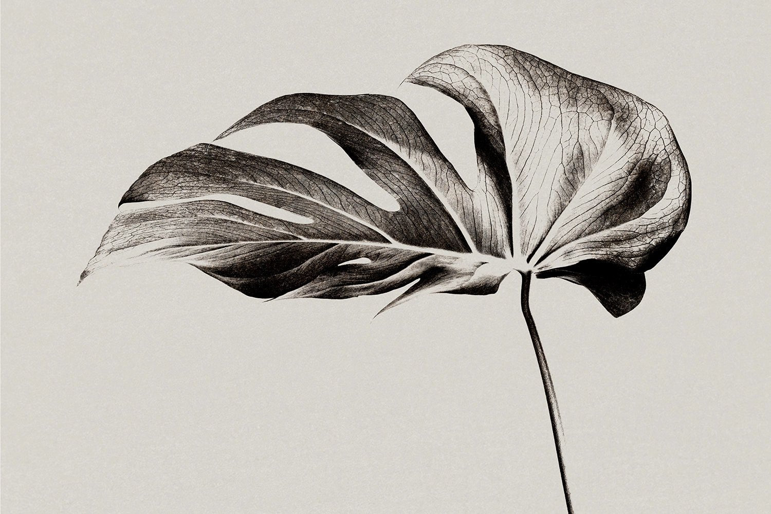 Sfondo minimalista monstera
